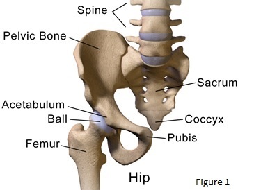 Hip anatomy, Portland Physical Therapy, Physical Therapy, Femoroacetabular Impingement 
